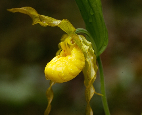 {Cypripedium pubescens}